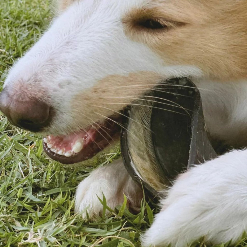 Casco Bovino Com 6 Unidades Casco de boi para cães Mordedor