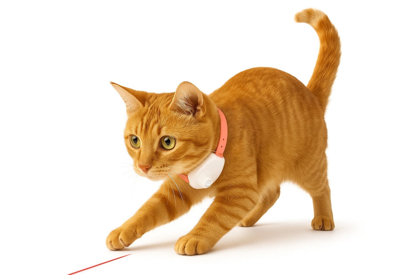 Coleira Colar Para Gatos Pet C/ Laser Interativo